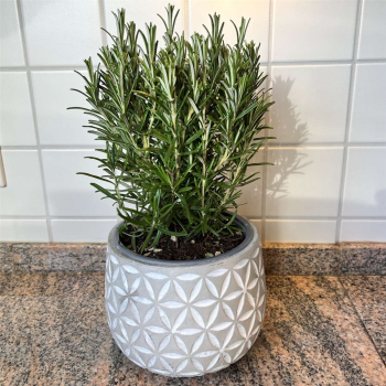 Preview: Blumentopf Übertopf Pflanztopf Pflanzschale rund Beton Topf Kübel Ø 17 cm, 17-1