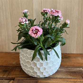 Preview: Blumentopf Hängetopf Pflanztopf Pflanzschale rund Beton Topf Kübel Ø 15 cm, 16-2