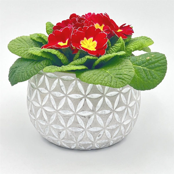 Blumentopf Übertopf Pflanztopf Pflanzschale rund Beton 3r Set Topf Kübel Ø 15 cm, 16-9