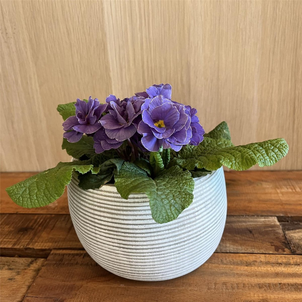 Blumentopf Hängetopf Pflanztopf Pflanzschale rund Beton Topf Kübel Ø 15 cm, 16-3